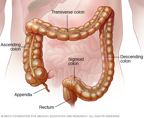 Colon hanging out of anus Colon hanging out of anus